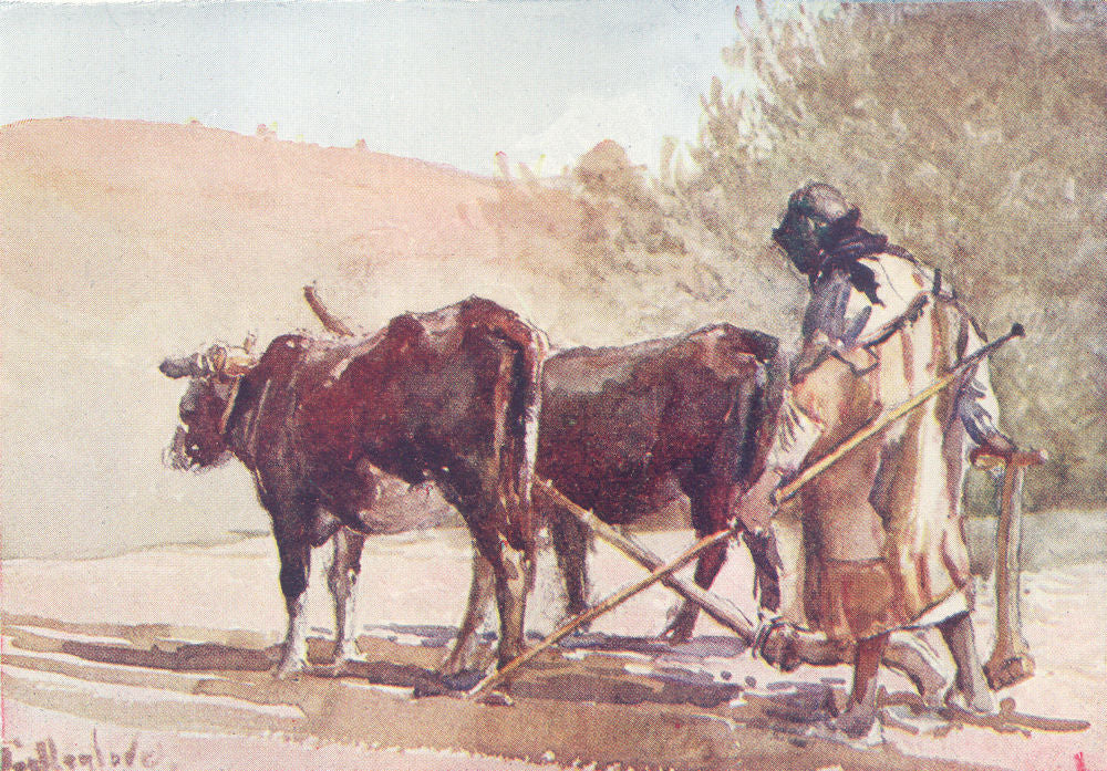 ISRAEL. Ploughing on the Mount of Olives 1902 old antique print picture